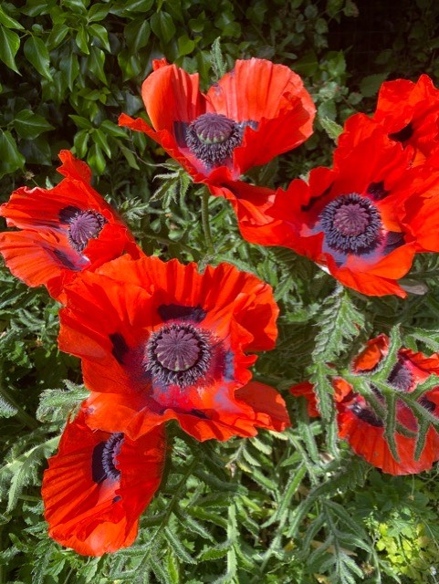 Red flowers