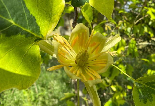 Yellow flower