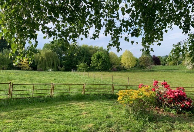 Meadows, trees and bushes