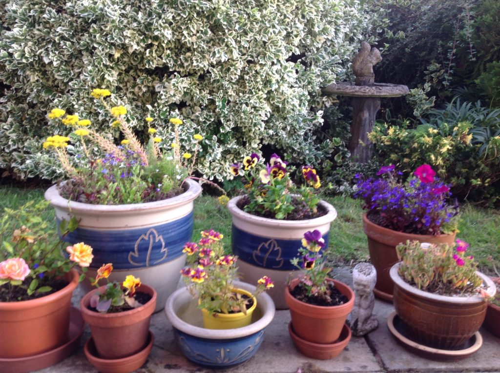 Flowering plants in pots with a green and white bush in the background