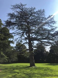 A tree in the middle of a lawn