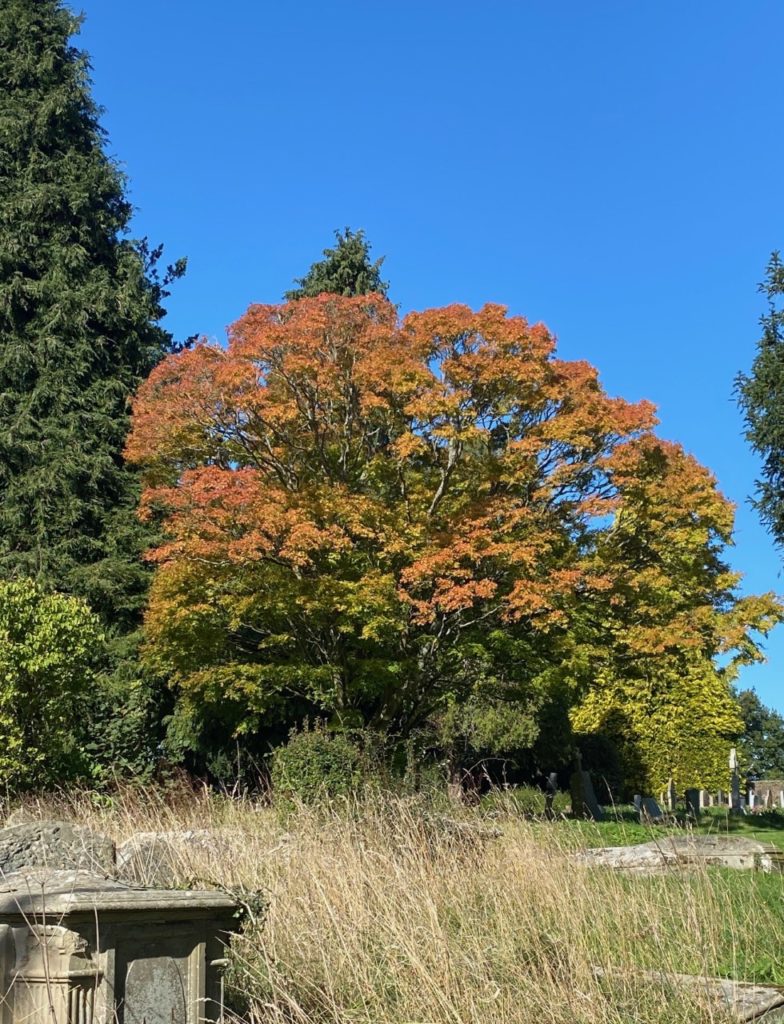 Field maple in the church yard