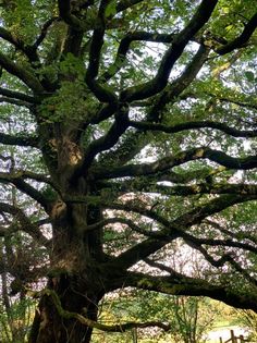 An oak tree in the woods