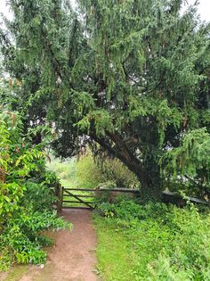 Yew tree in the church yard