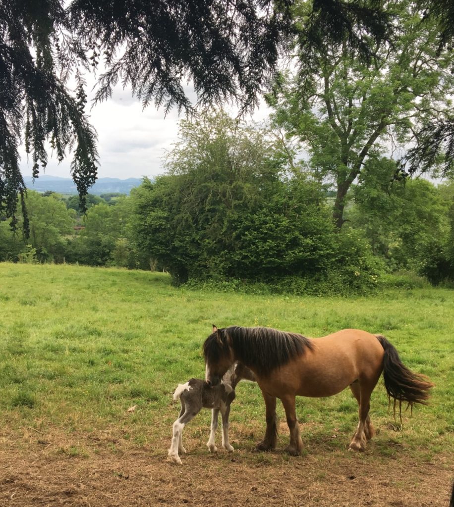 A brown pony and foal in a field