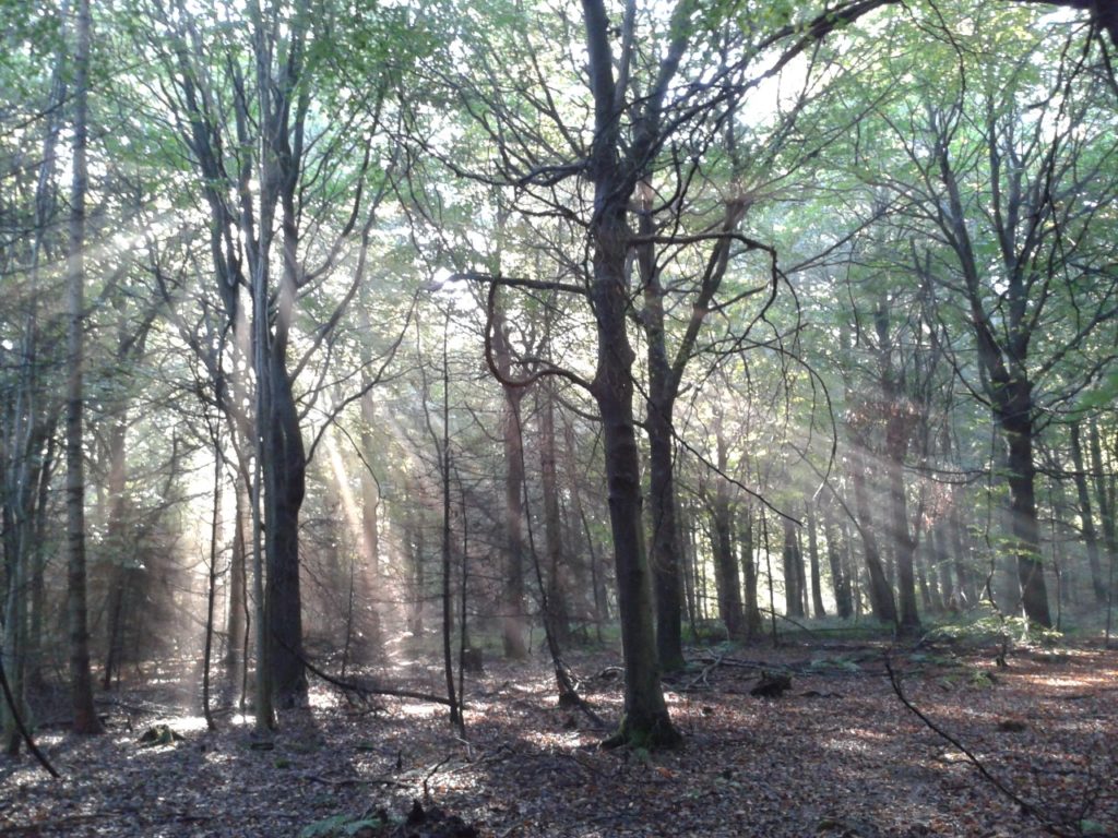 Sunlight shining through trees