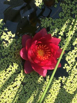 A red water lily