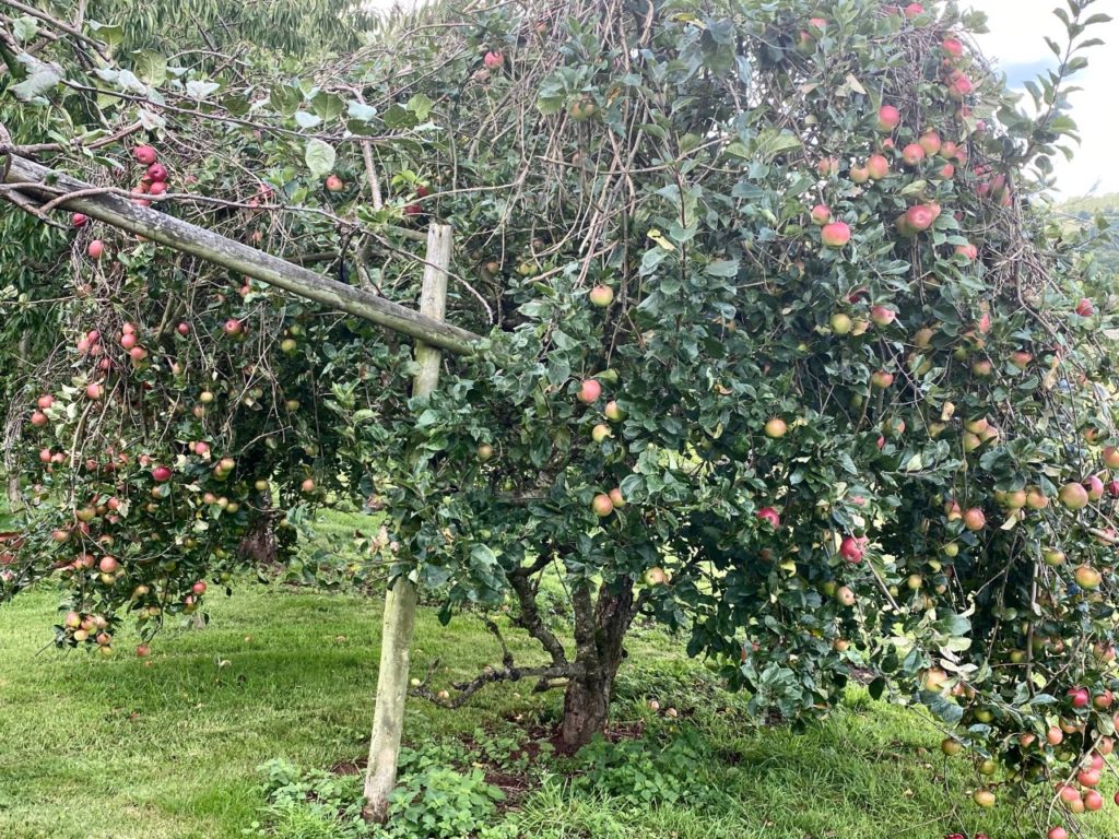 Apple tree covered in blossom