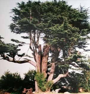 Cedar tree