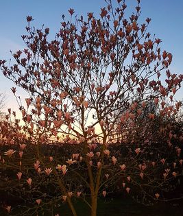 A magnolia tree in a garden