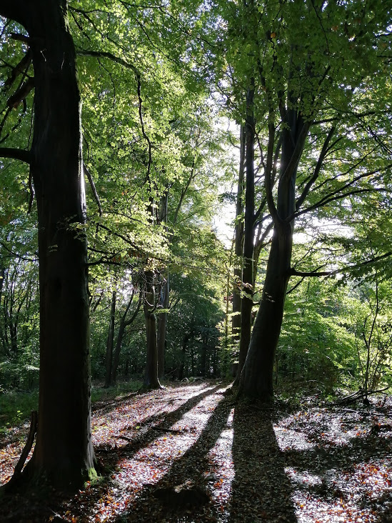 Sunlight coming through trees in a wood