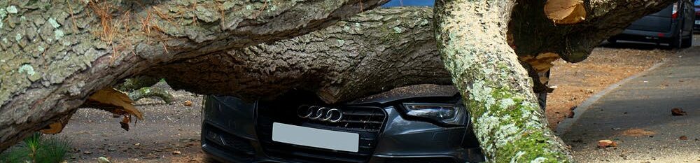 car crushed by fallen tree