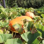 two orange pumpkins growing on a vegetable patch