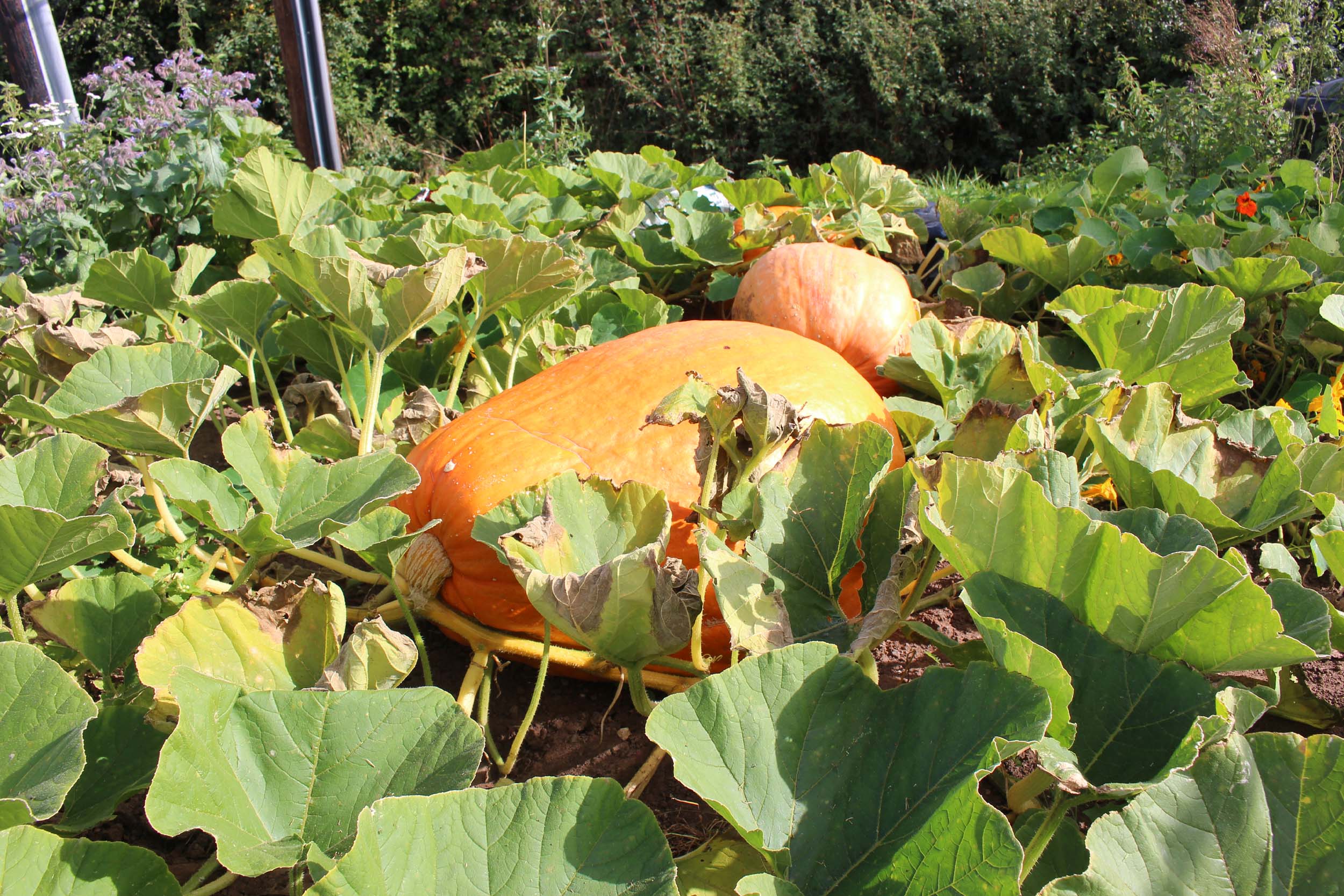 two orange pumpkins growing on a vegetable patch