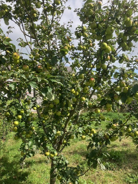 apple tree in an orchard