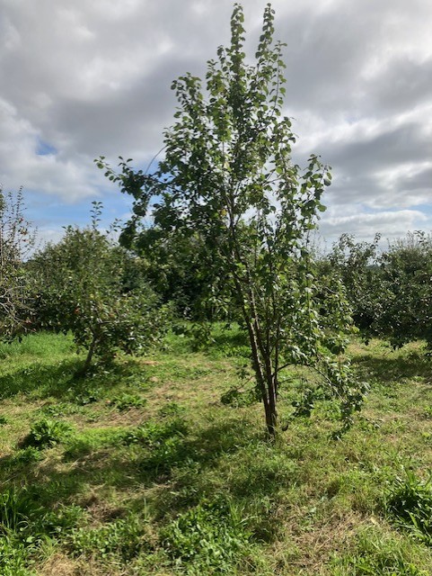 apple tree in an orchard