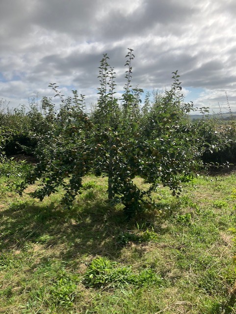 apple tree in an orchard