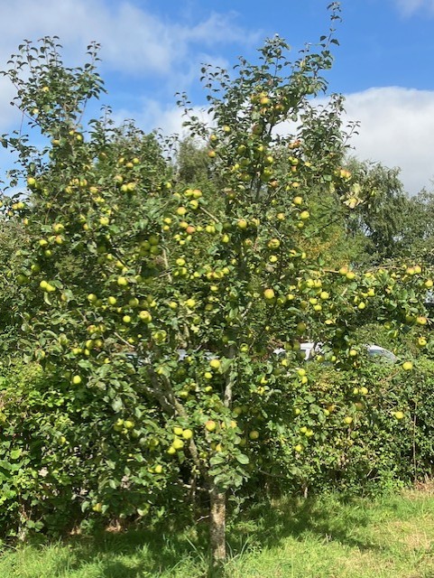 apple tree in an orchard