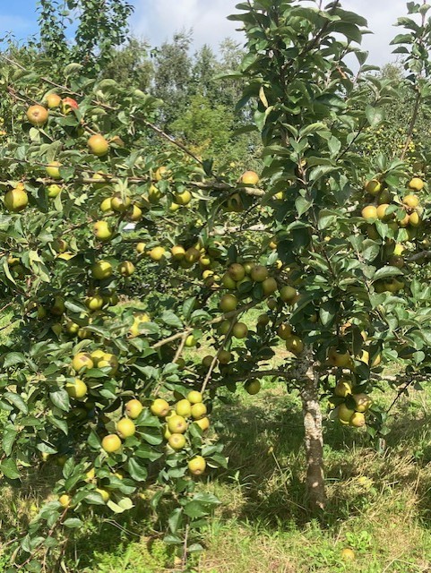 apple tree