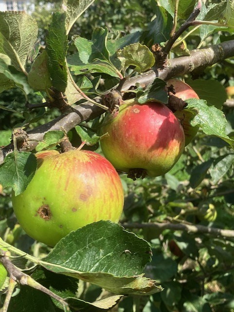 red and green apples on a tree