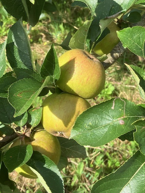 yellow apples on a tree