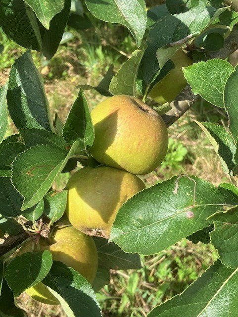 yellow apples on a tree