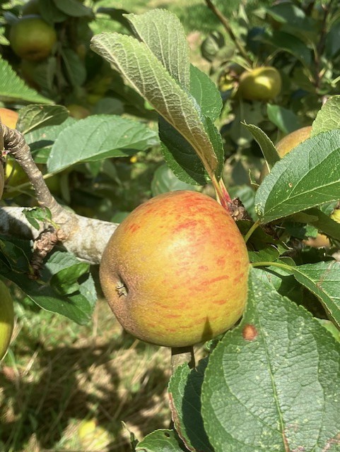 a red apple on a tree