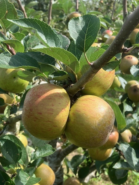 yellow apples on a tree