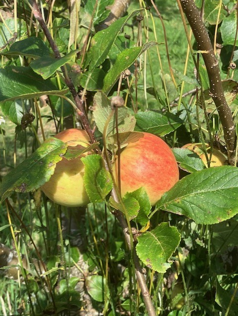 red apples on a tree