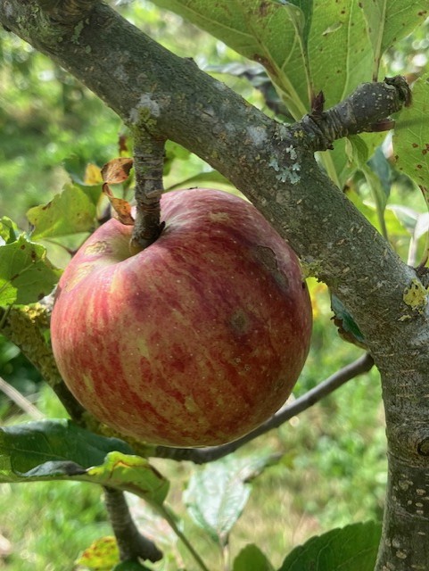 a red apple on a tree