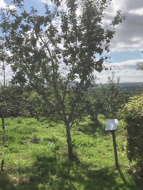 apple tree in an orchard